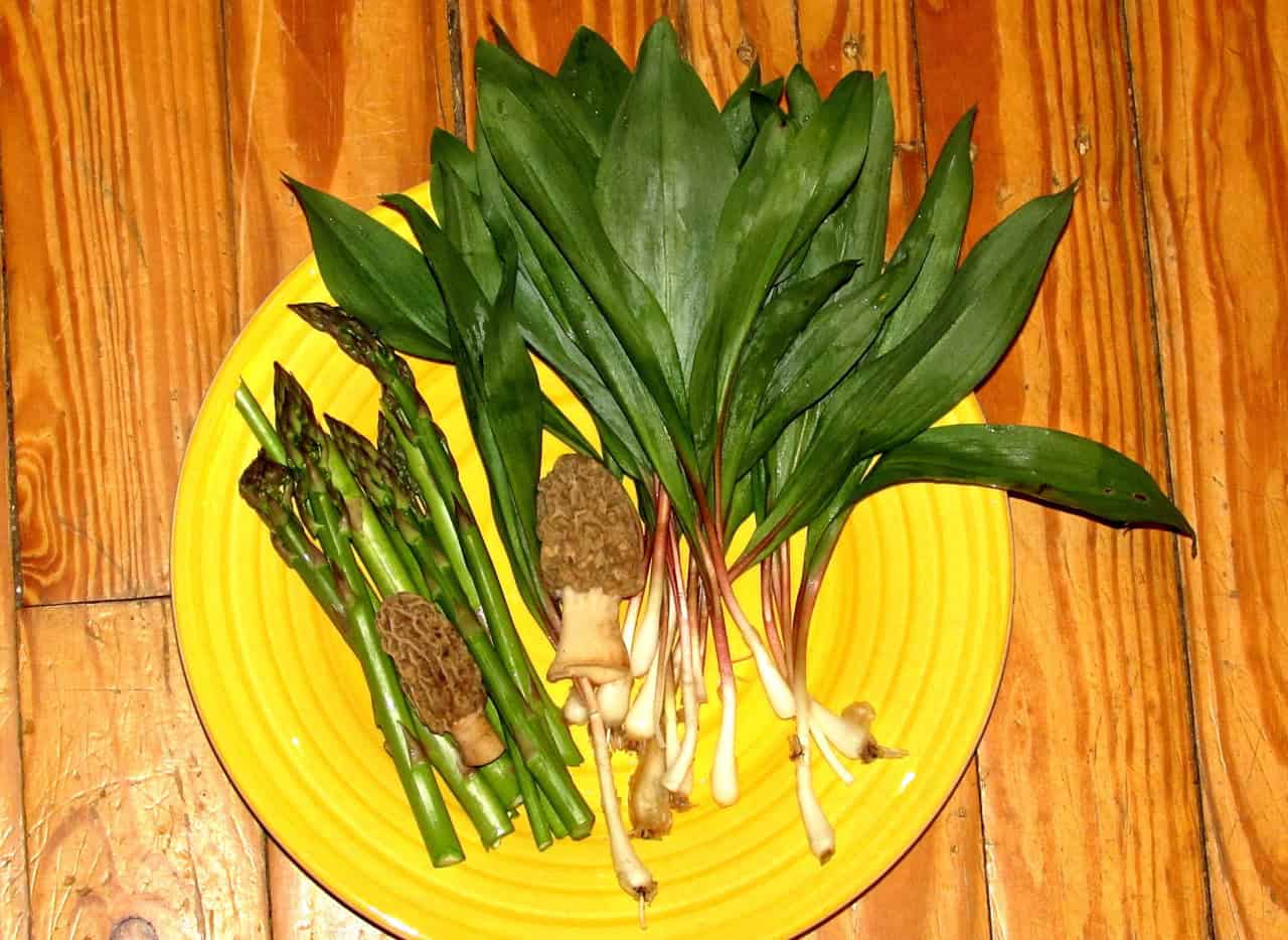 Alan Muskat morels, ramps asparagus